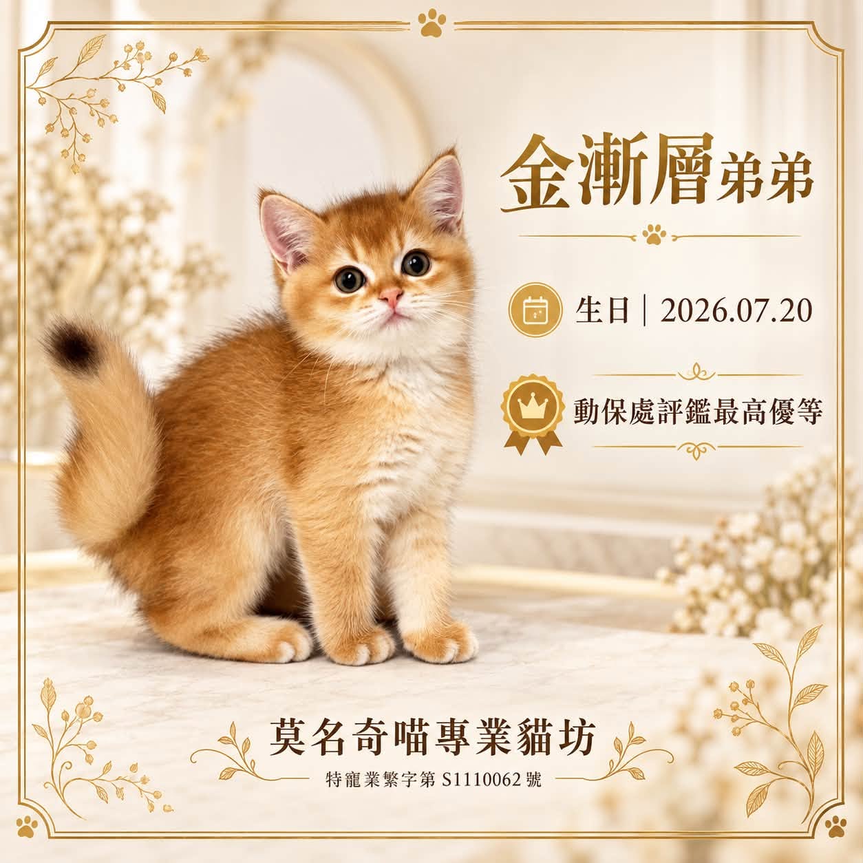 金漸層英短・弟弟的業者提供照片